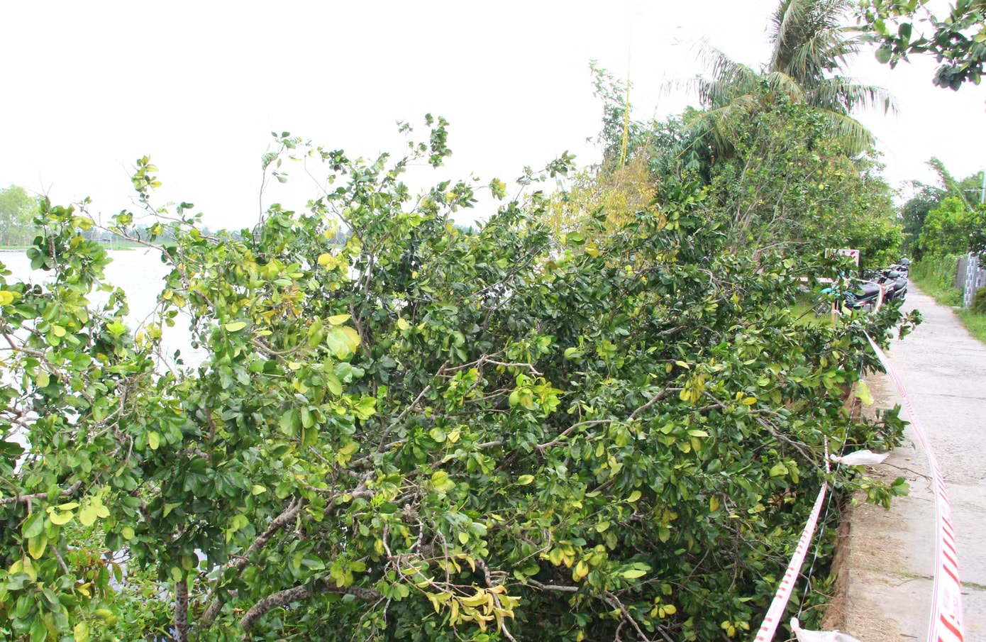 Sẽ công bố tình huống khẩn cấp sạt lở tuyến đê bao ven sông Hậu - Ảnh 3.