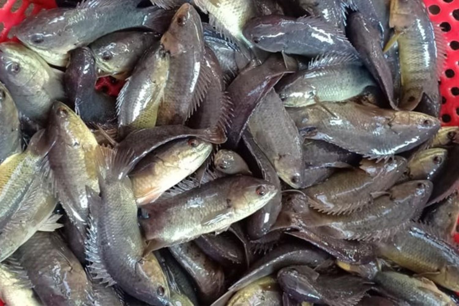 Từ 40.000 đồng một ký, cá rô đồng khuấy đảo chợ mạng những ngày mưa
