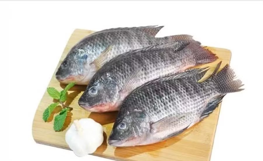 Xuất khẩu cá rô phi Việt sang Brazil tăng trưởng mạnh. Cá rô phi Việt Nam ra sao nếu Brazil cấm nhập khẩu? - Ảnh 1.