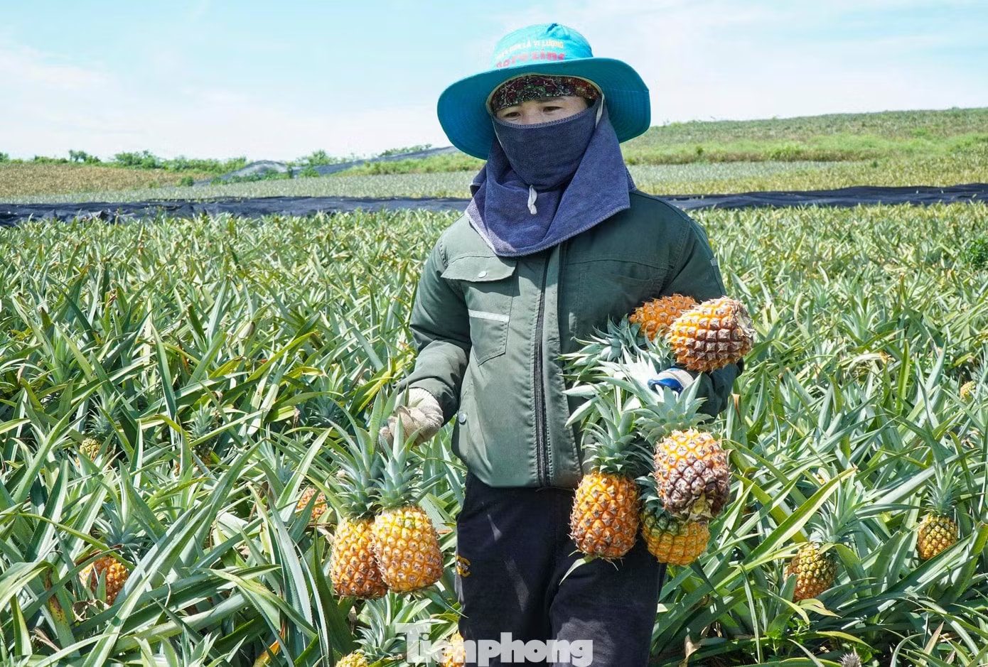 Buốt ruột nhìn ruộng dứa chín la liệt, không ai mua - Ảnh 9.