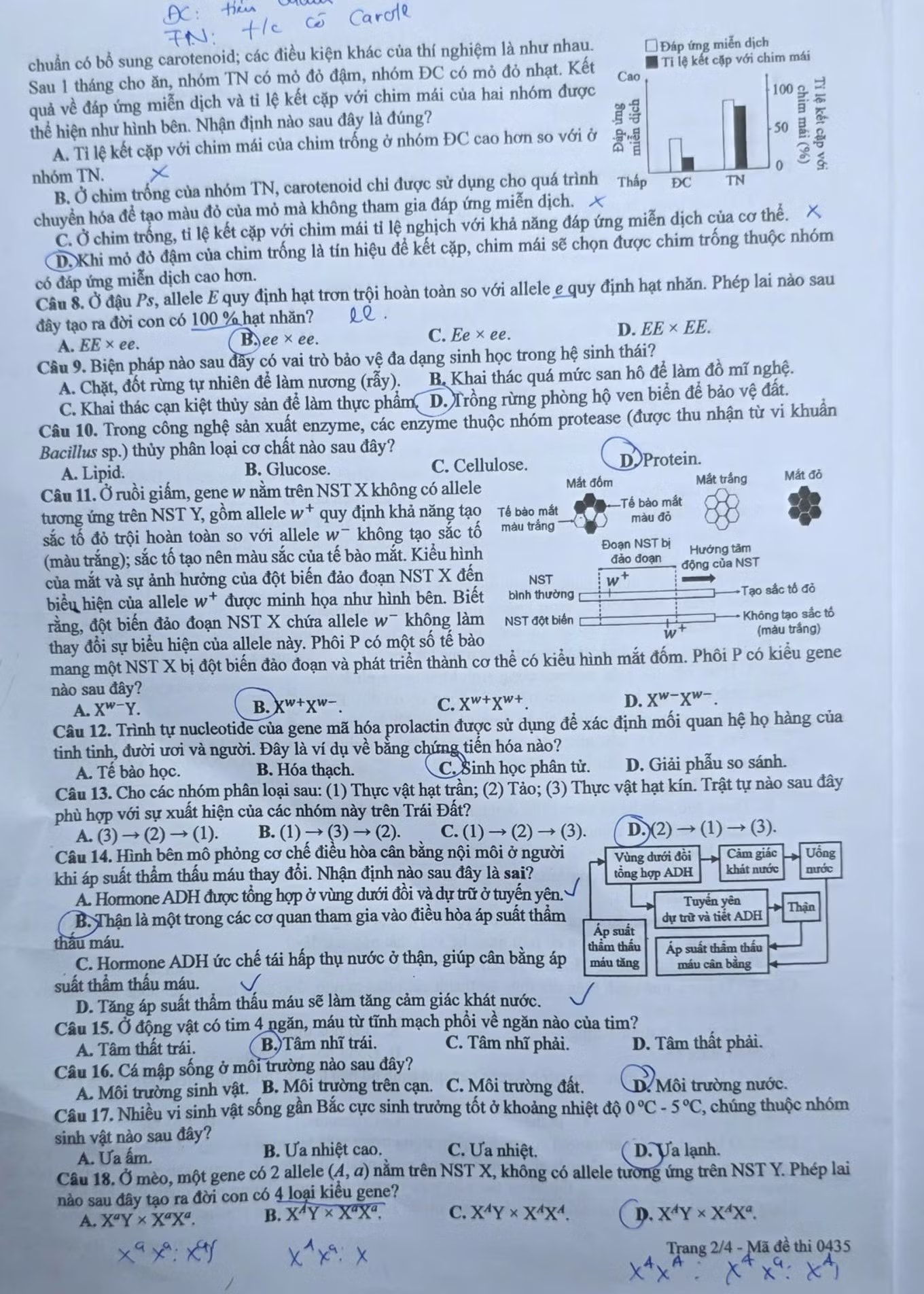 Đề thi môn Sinh học tốt nghiệp THPT, cập nhật đáp án trọn bộ các mã đề - Ảnh 3.