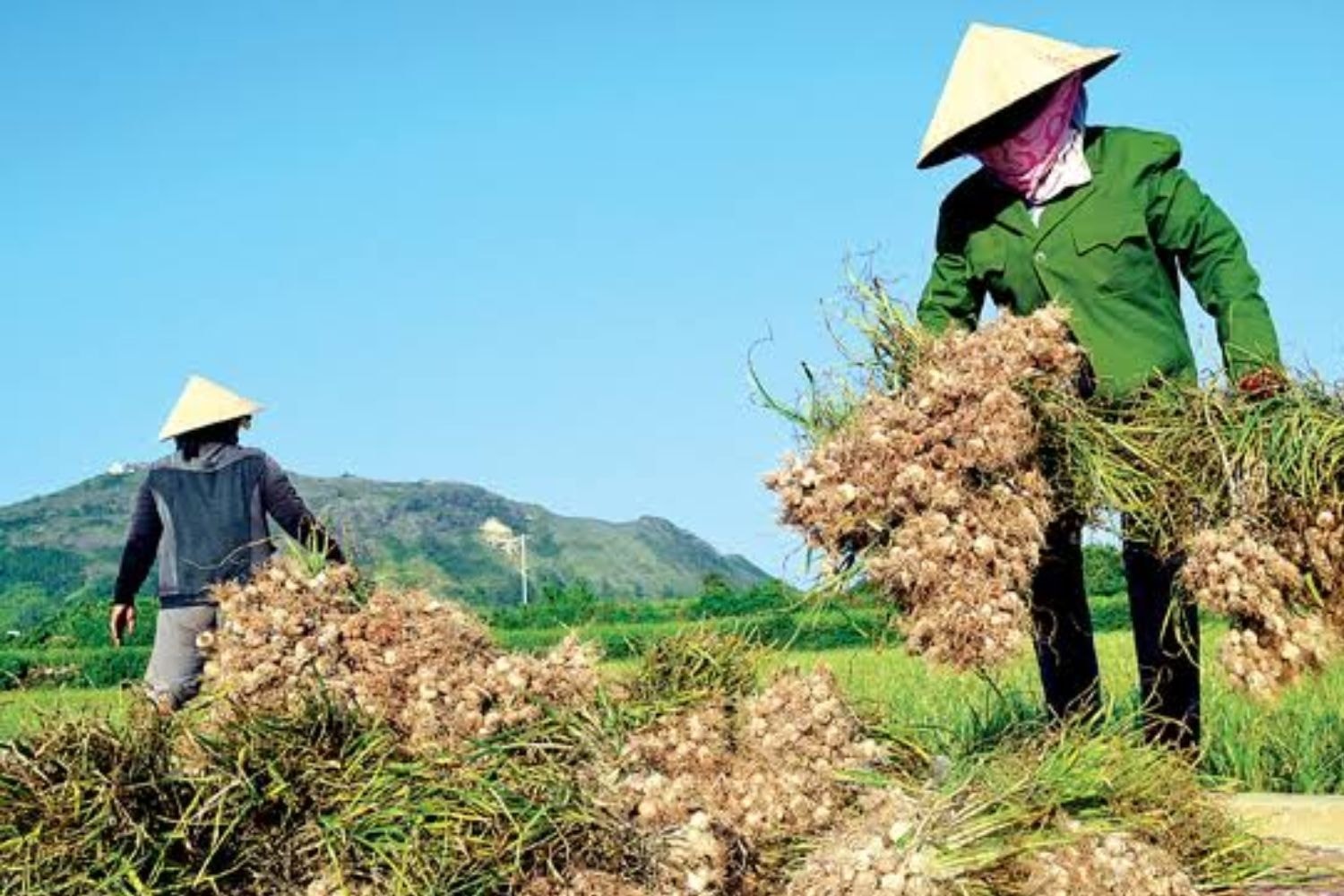 Thu hoạch tỏi tại Lý Sơn