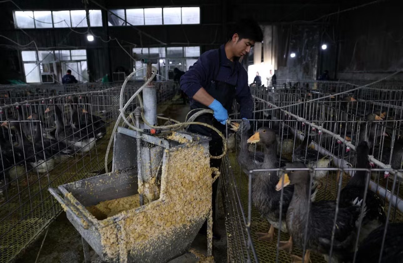 Nhân viên trong trại dùng máy bơm thức ăn để ép ngỗng ăn nhiều. (Ảnh: Reuters) ‘Cơn lốc’ gan ngỗng béo Trung Quốc đe dọa vị thế thống trị của Pháp - Ảnh 3.