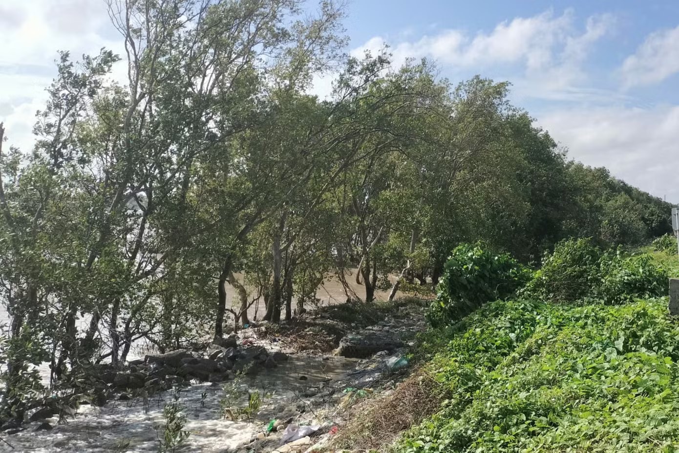 Dự án sản xuất giống cây rừng tại Cà Mau bỏ hoang suốt 17 năm. Ảnh minh hoạ. Kiến nghị thu hồi đất dự án 4 triệu cây giống bỏ hoang 17 năm - Ảnh 1.