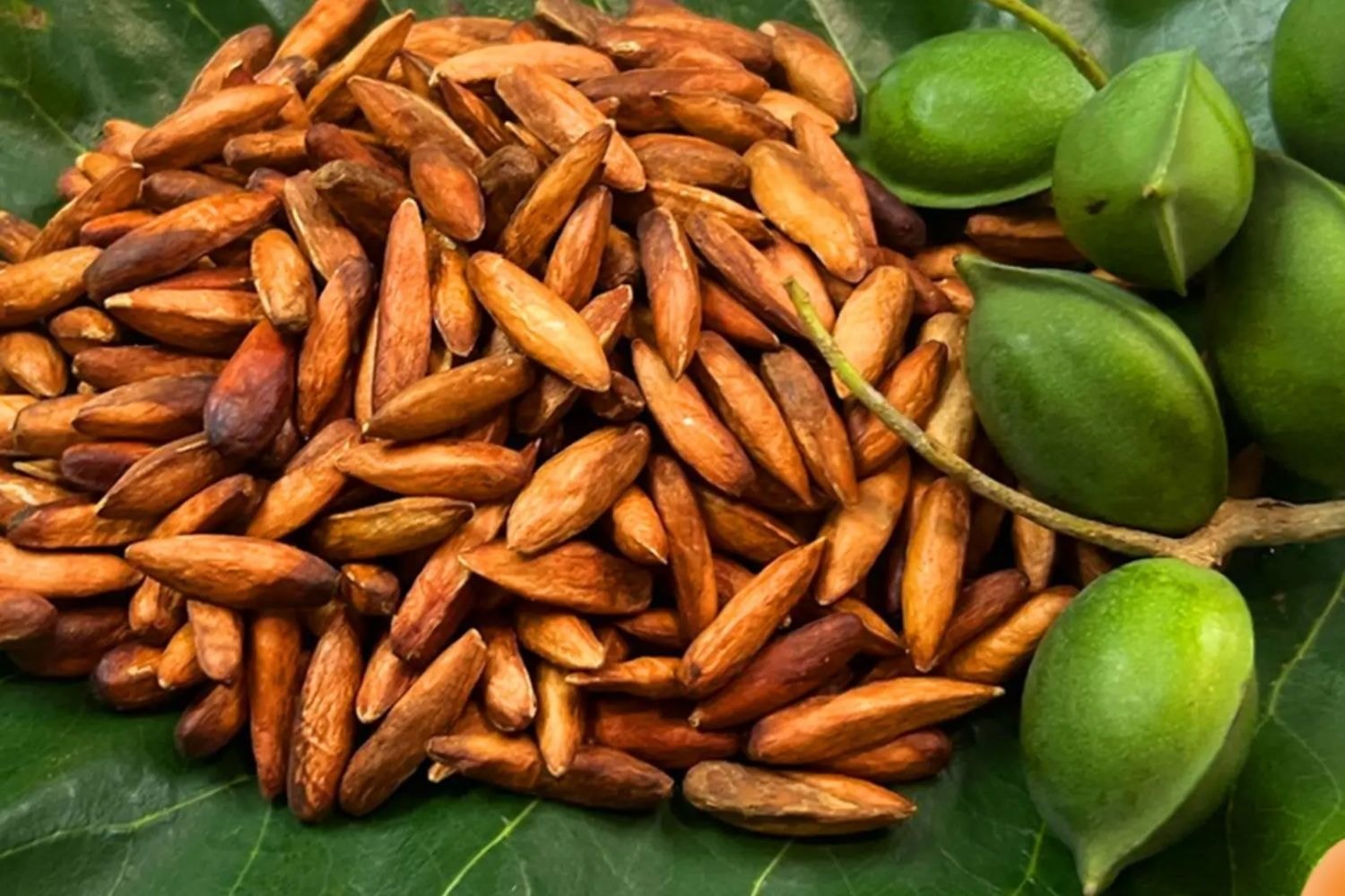 Đặc sản hạt bàng Côn Đảo