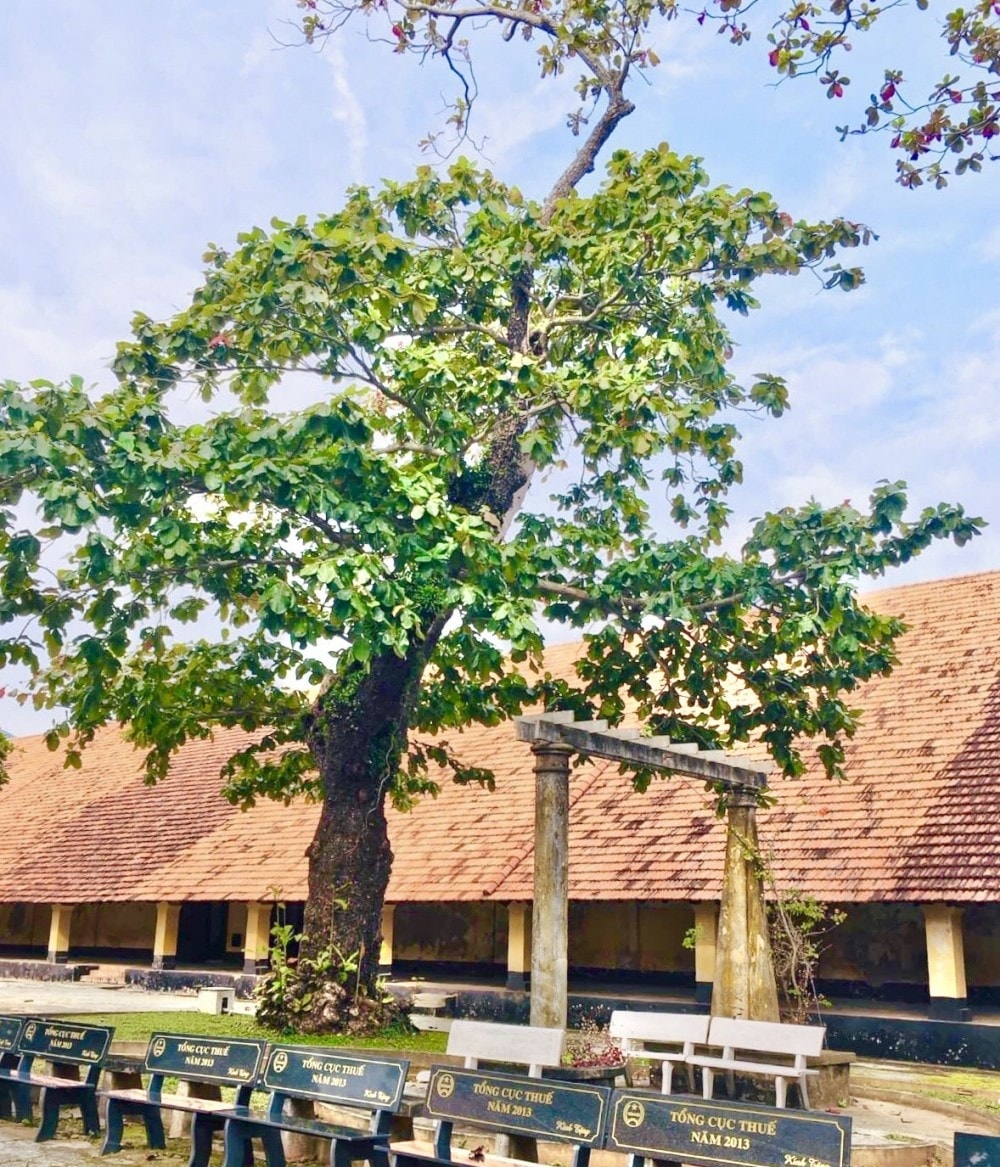 Cây bàng Côn Đảo cổ thụ
