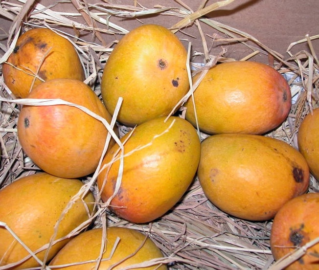 alphonso_mango.jpg