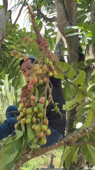 Thực chất là cây Mantoa