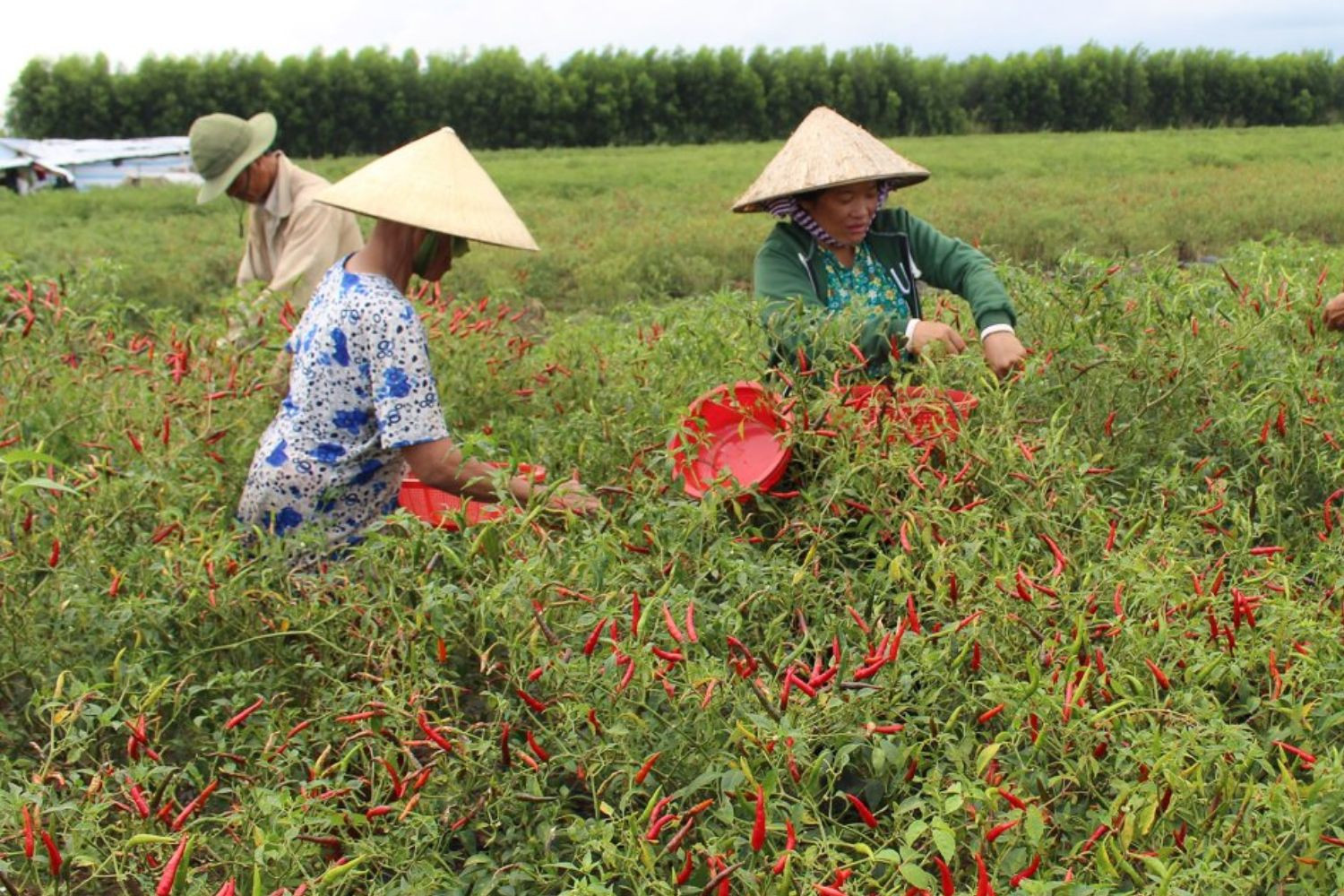 Thu hoạch ớt tại Việt Nam