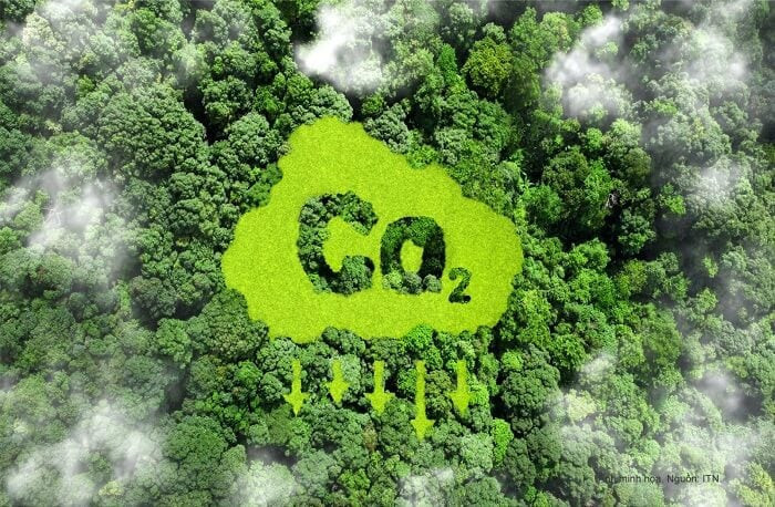 Tín chỉ carbon rừng chỉ được giao dịch qua sàn hoặc theo hợp đồng. (Ảnh minh họa)