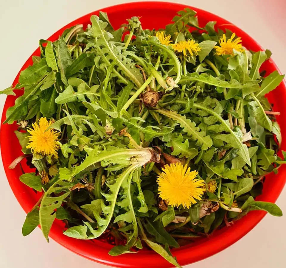 Nữ Việt kiều ở Đức nấu 7 món ngon bổ mát từ cây bồ công anh