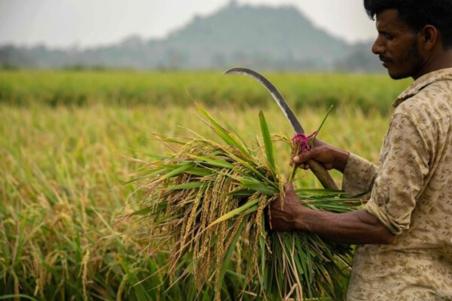 Nông dân Ấn Độ thu hoạch lúa