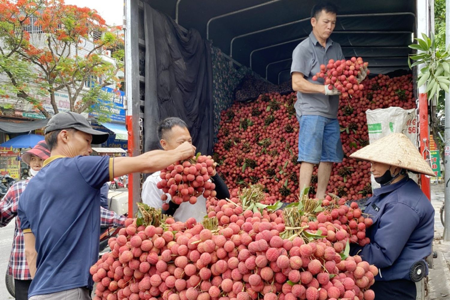 Vải thiều Bắc Ninh được giá dù mất mùa