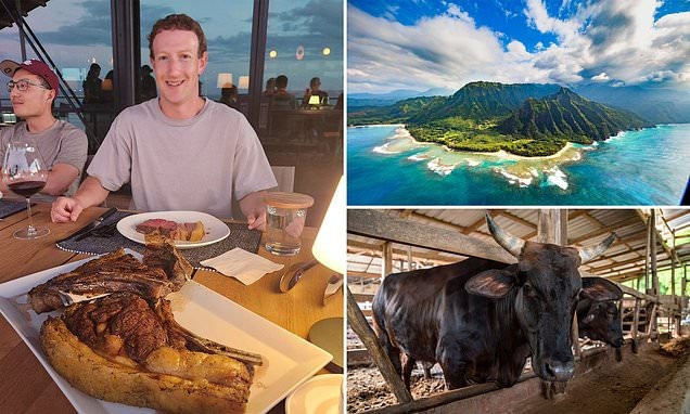 mark-zuckerberg-nuoi-bo-1.jpg