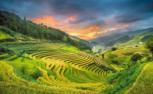 canh-dong-muong-than_1783401723.jpg