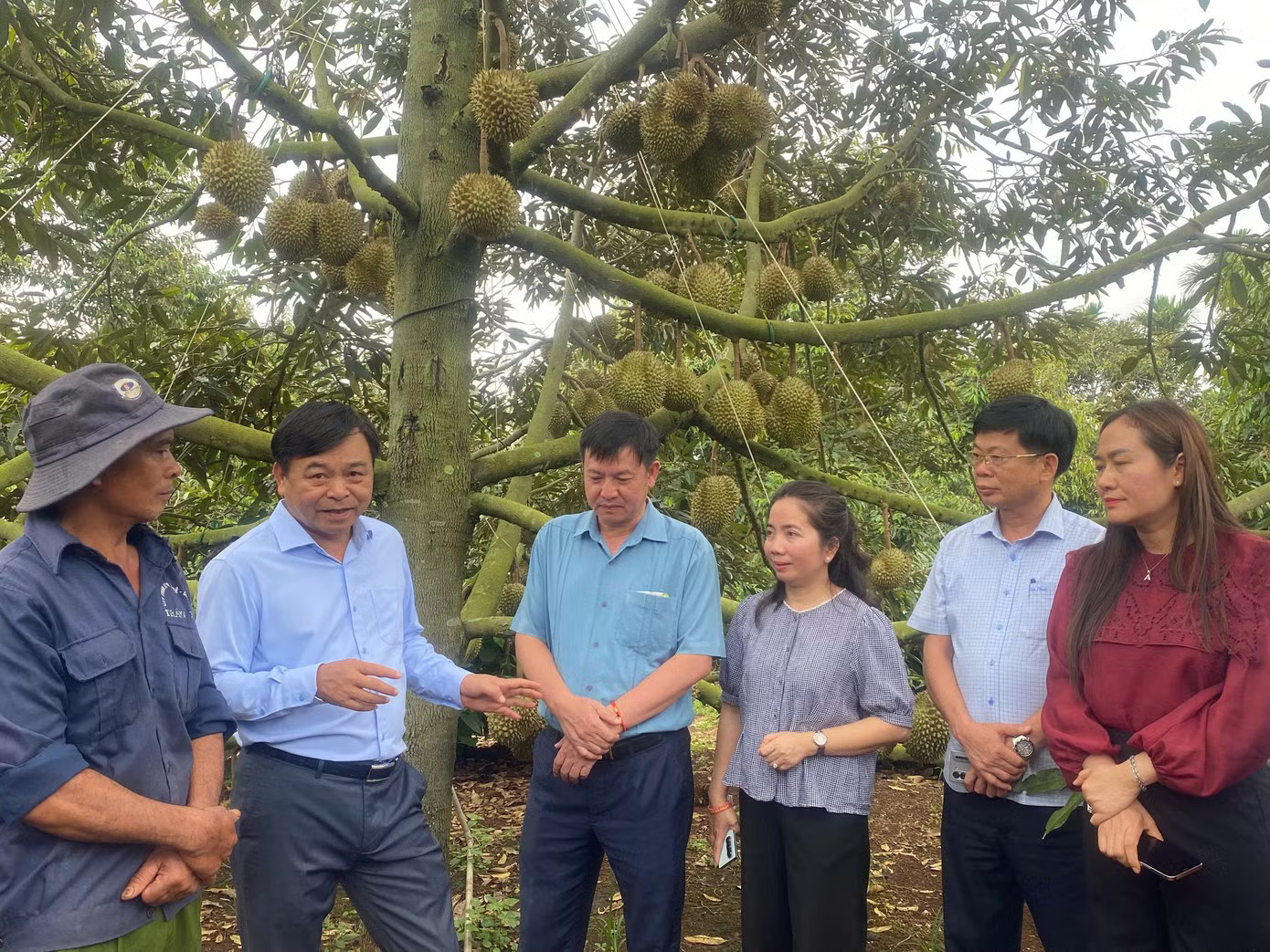 Thứ trưởng Bộ NN&MT Nguyễn Hoàng Hiệp (thứ 2, từ trái) thăm vườn sầu riêng tại Đắk Lắk. 350.000 tấn sầu riêng Đắk Lắk nguy cơ bị 'tuýt còi' xuất khẩu - Ảnh 2.