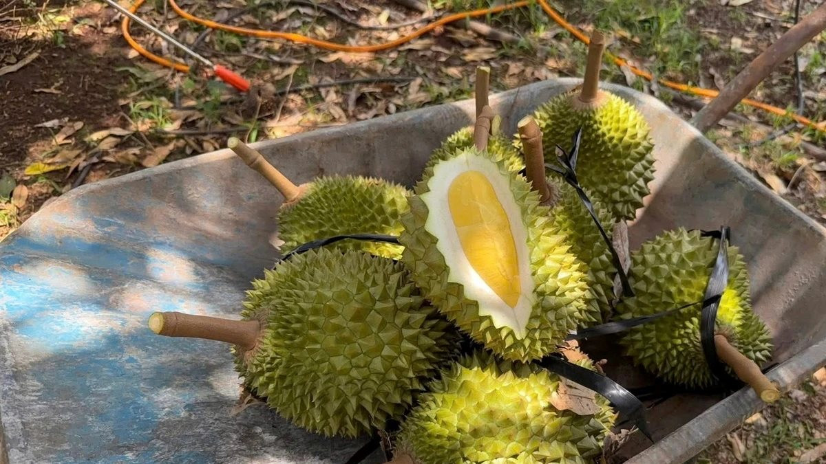 tin_vui_cho_nguoi_trong_sau_rieng.jpg