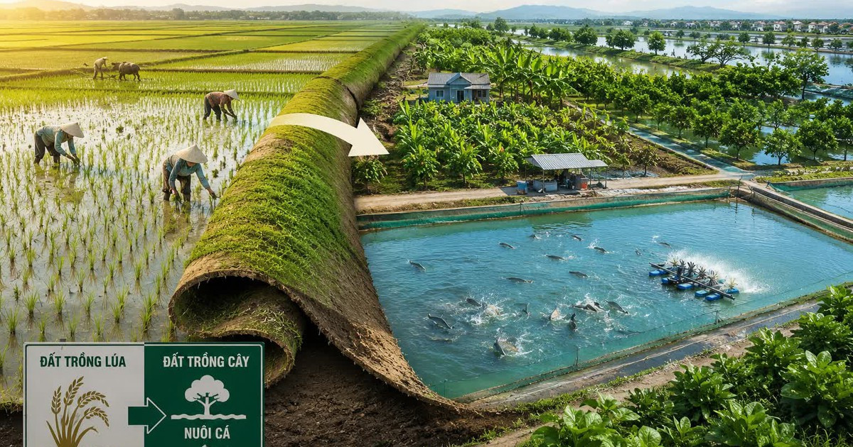 Tự ý chuyển đất trồng lúa sang đất trồng cây nuôi cá: Khi thu hồi có được đền bù không?