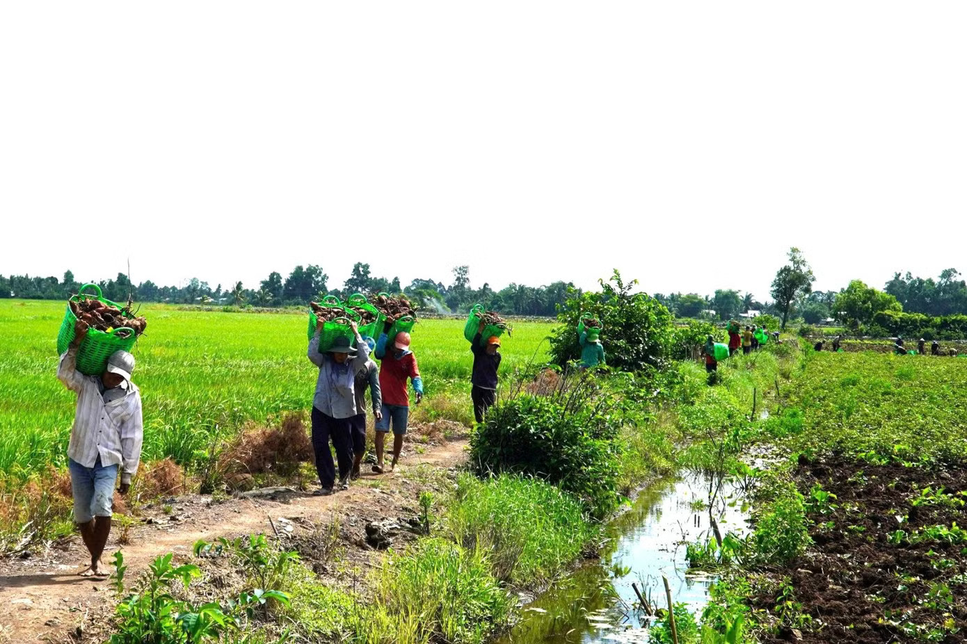 Ông Nguyễn Nhiệm Toàn - Phó Chủ tịch UBND xã Long Thạnh - cho biết, những năm qua địa phương đã tích cực chuyển đổi cơ cấu cây trồng trên diện tích sản xuất lúa kém hiệu quả. Toàn xã hiện có hơn 7.000 ha đất sản xuất nông nghiệp, bên cạnh vùng chuyên canh lúa, địa phương đã hình thành nhiều vùng cây ăn trái, cây màu và nuôi thủy sản theo hướng hàng hóa. Giá khoai lang lao dốc, nông dân 'đứng ngồi không yên' - Ảnh 6.