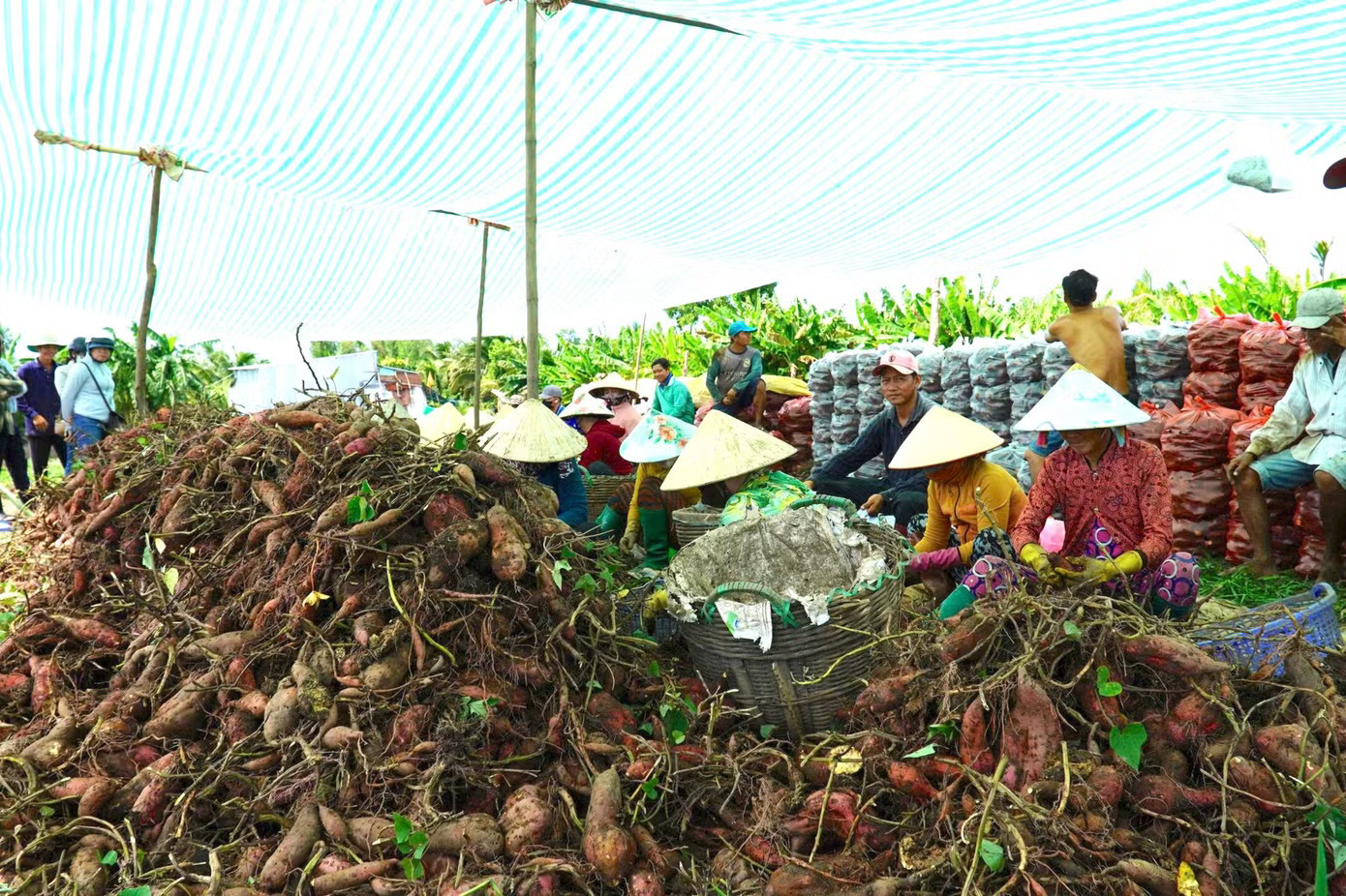 Theo Sở Nông nghiệp và Môi trường tỉnh An Giang, giai đoạn 2021-2025, toàn tỉnh đã chuyển đổi hơn 41.600 ha đất trồng lúa sang các mô hình sản xuất hiệu quả hơn, tăng thu nhập cho nông dân. Tuy nhiên, tỷ lệ diện tích nông sản được doanh nghiệp bao tiêu đầu ra còn thấp, khâu chế biến và bảo quản sau thu hoạch hạn chế, khiến nhiều nông sản, trong đó có khoai lang thường xuyên rơi vào cảnh Giá khoai lang lao dốc, nông dân 'đứng ngồi không yên' - Ảnh 9.