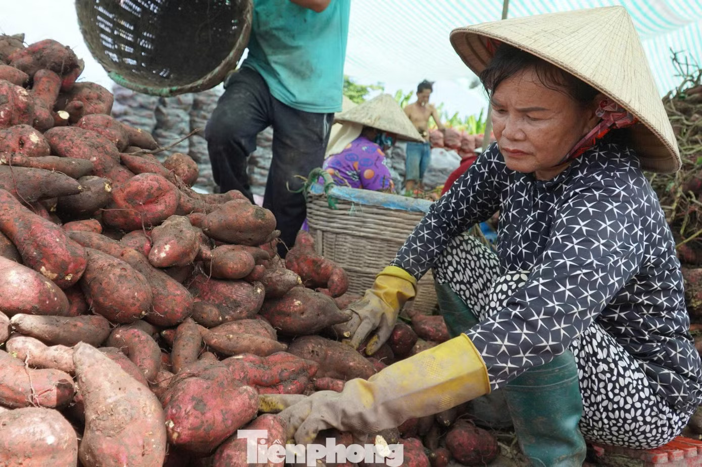 Bà Phân Thị Vân (xã Định Hòa, An Giang) cho biết, gia đình có hơn 6 năm gắn bó với cây khoai lang. Vụ này, bà thuê 11 công đất tại xã Long Thạnh để sản xuất. Khi khoai đến kỳ thu hoạch, giá bất ngờ giảm chỉ còn khoảng 50% so với trước vụ thu hoạch, nên gia đình quyết định chưa thu hoạch để chờ giá phục hồi. Giá khoai lang lao dốc, nông dân 'đứng ngồi không yên' - Ảnh 2.