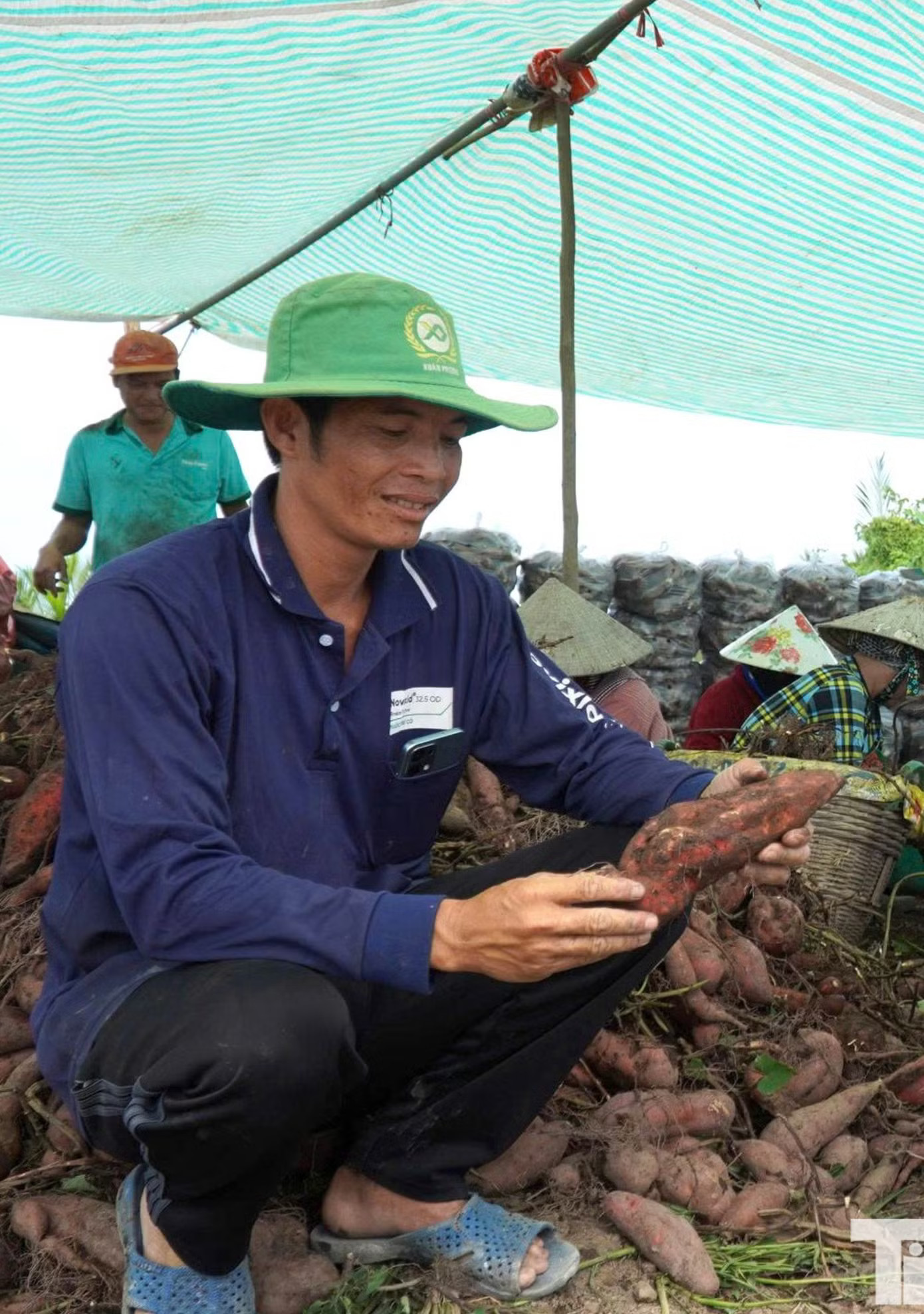 Ông Nguyễn Văn Nhanh (xã Long Thạnh) cho biết gia đình canh tác 15 công khoai lang, năng suất khoảng 50 tạ/công. Với giá bán chỉ từ 170.000 - 210.000 đồng/tạ, mỗi công lỗ khoảng 5 triệu đồng, tổng thiệt hại của vụ sản xuất lên tới khoảng 75 triệu đồng. Theo ông Nhanh, giá khoai giảm mạnh do nhiều địa phương như Vĩnh Long, Tây Ninh, Cần Thơ cũng bước vào thu hoạch rộ, cung vượt cầu. Bên cạnh đó, giao thông nội đồng còn hạn chế, xe tải không thể vào tận ruộng, phải qua nhiều khâu trung chuyển khiến chi phí tăng, làm giá thu mua càng thấp. Giá khoai lang lao dốc, nông dân 'đứng ngồi không yên' - Ảnh 4.