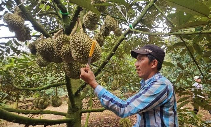 Độc đáo nghề 'nghe tiếng ăn tiền': Mỗi ngày kiếm cả triệu bạc giữa vườn cây - Ảnh 1.