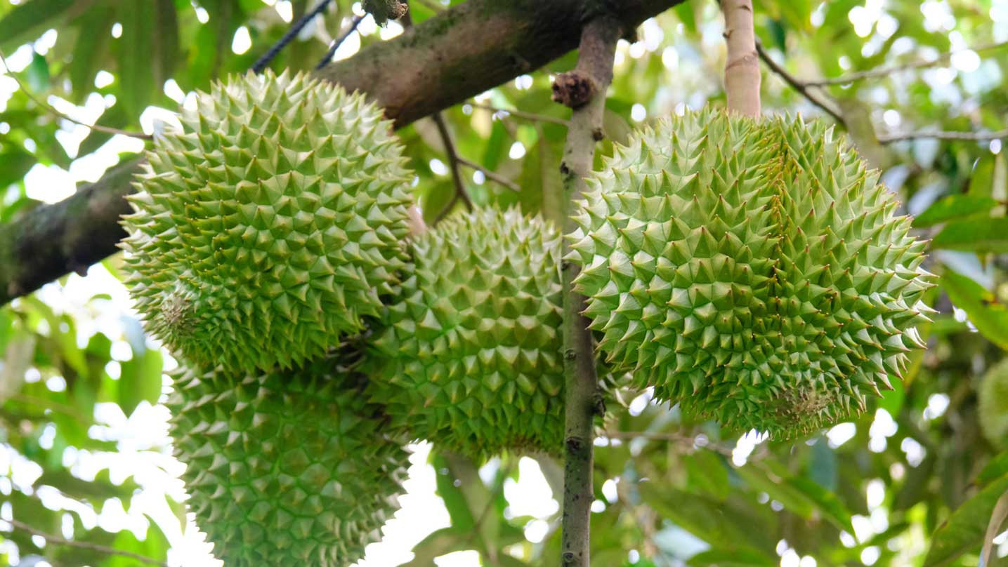 sau-rieng-18.jpeg