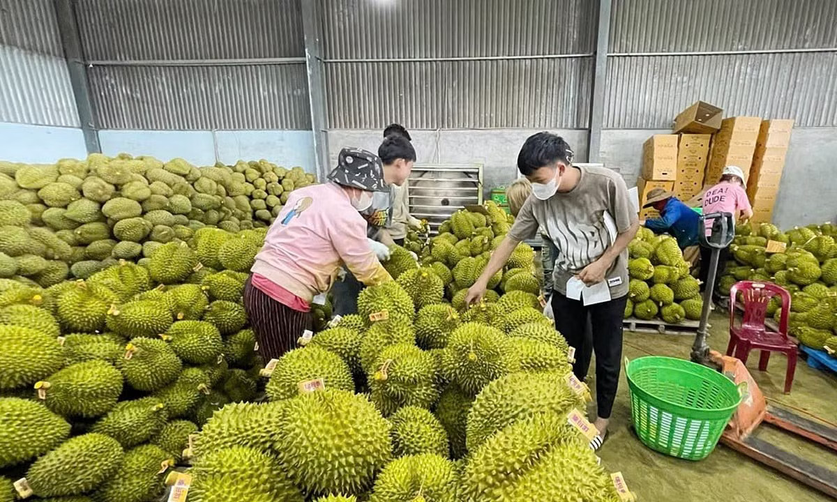 Vụ án sầu riêng: Cần dẹp ‘giấy phép con’ trong cấp mã số vùng trồng - Ảnh 2.