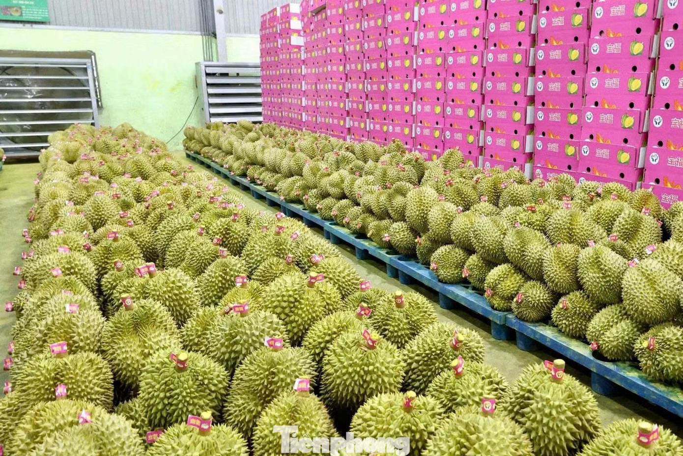 Hệ thống mã số vùng trồng, cơ sở đóng gói đang được xây dựng theo hướng chuyên nghiệp. Bất ngờ nhiều doanh nghiệp xin trả mã số vùng trồng sầu riêng - Ảnh 1.