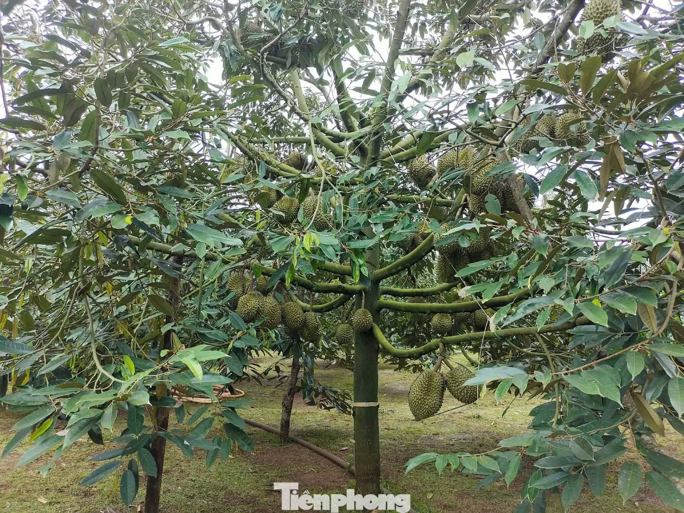 Để hình thành vùng trồng phải tập hợp nhiều hộ cùng tham gia, thống nhất quy trình sản xuất. Bất ngờ nhiều doanh nghiệp xin trả mã số vùng trồng sầu riêng - Ảnh 3.
