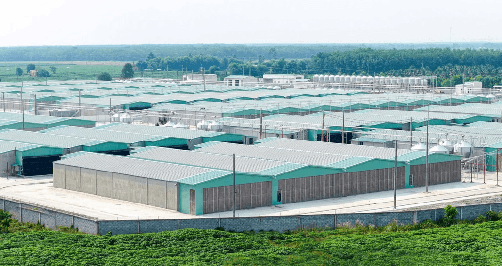 Nông nghiệp BAF lãi trước thuế 321 tỷ đồng sau nửa năm, tổng đàn heo đạt 900.000 con - Ảnh 1.