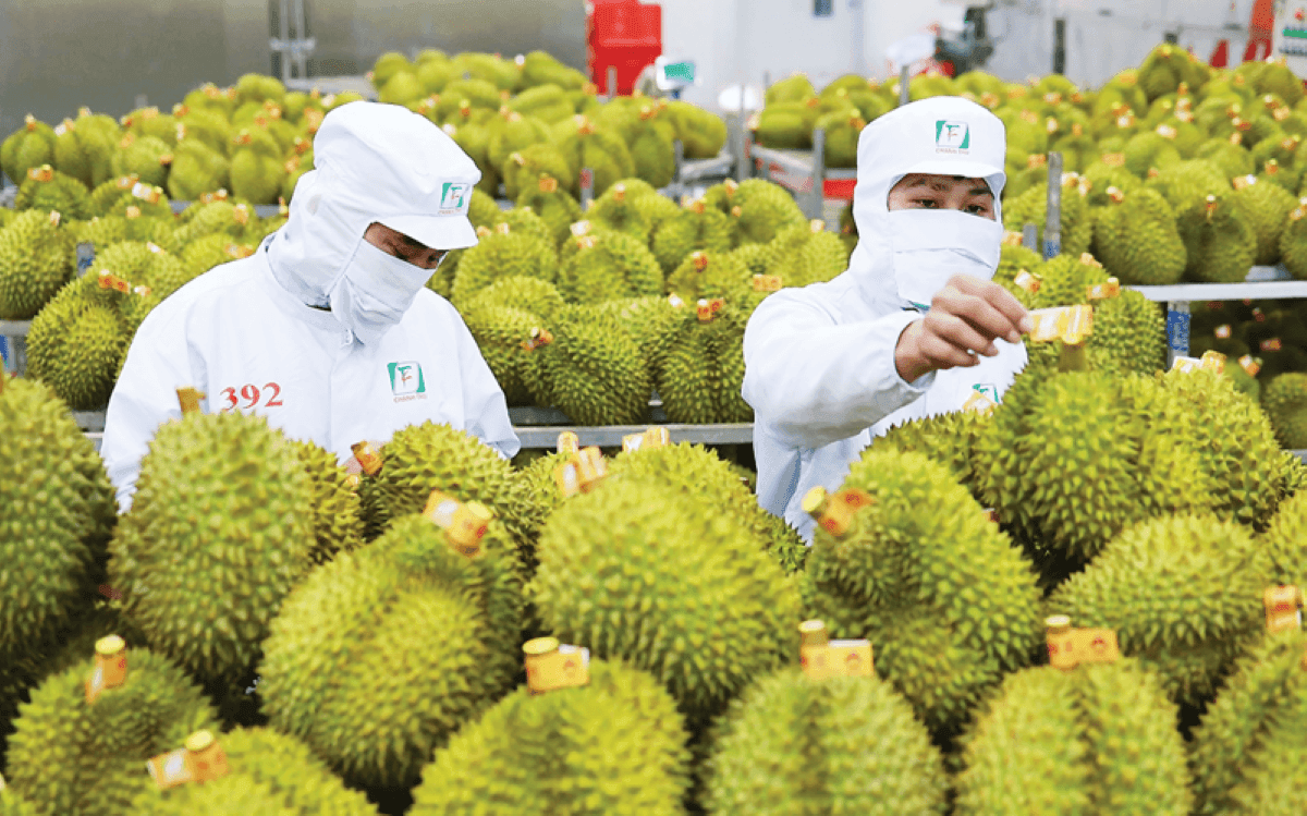 Ấn Độ chính thức mở cửa thị trường cho sầu riêng tươi Việt Nam, tạo thêm cơ hội mở rộng xuất khẩu. Ảnh minh hoạ