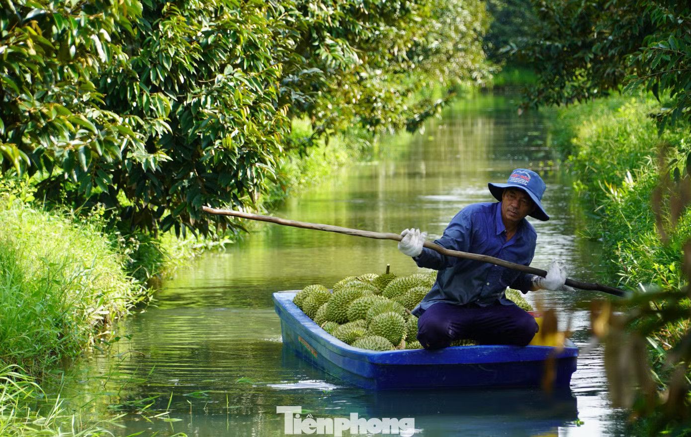Mã số vùng trồng sầu riêng: Cách nào tránh cảnh 'cha chung không ai khóc'? - Ảnh 2.