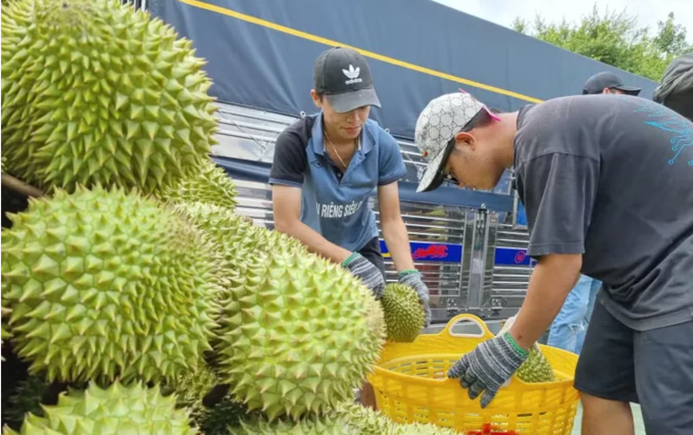 Quy định mới về cấp mã số vùng trồng sầu riêng - Ảnh 1.