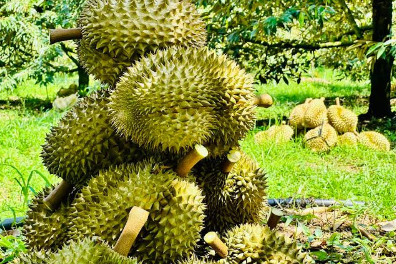 Nỗi lo mất thị trường tỷ dân: Sầu riêng nước láng giềng đối diện làn sóng gian lận xuất xứ - Ảnh 1.