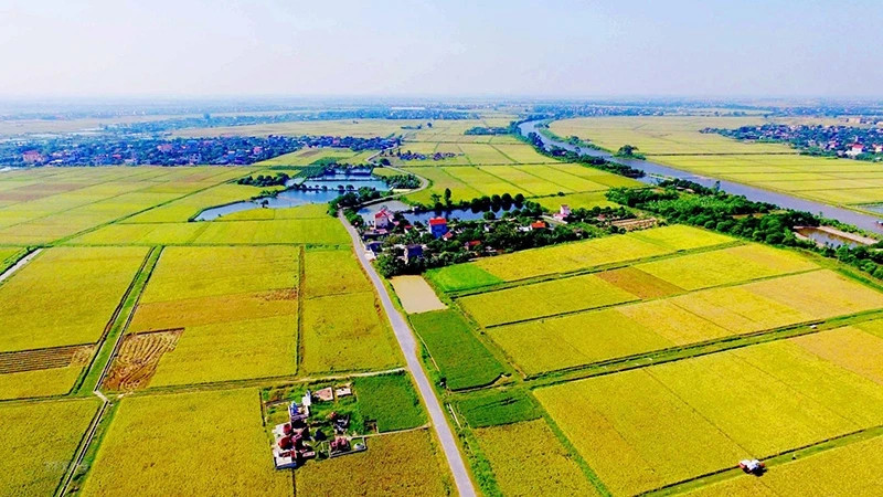 boi-thuong-dat-nong-nghip_1202173608.webp