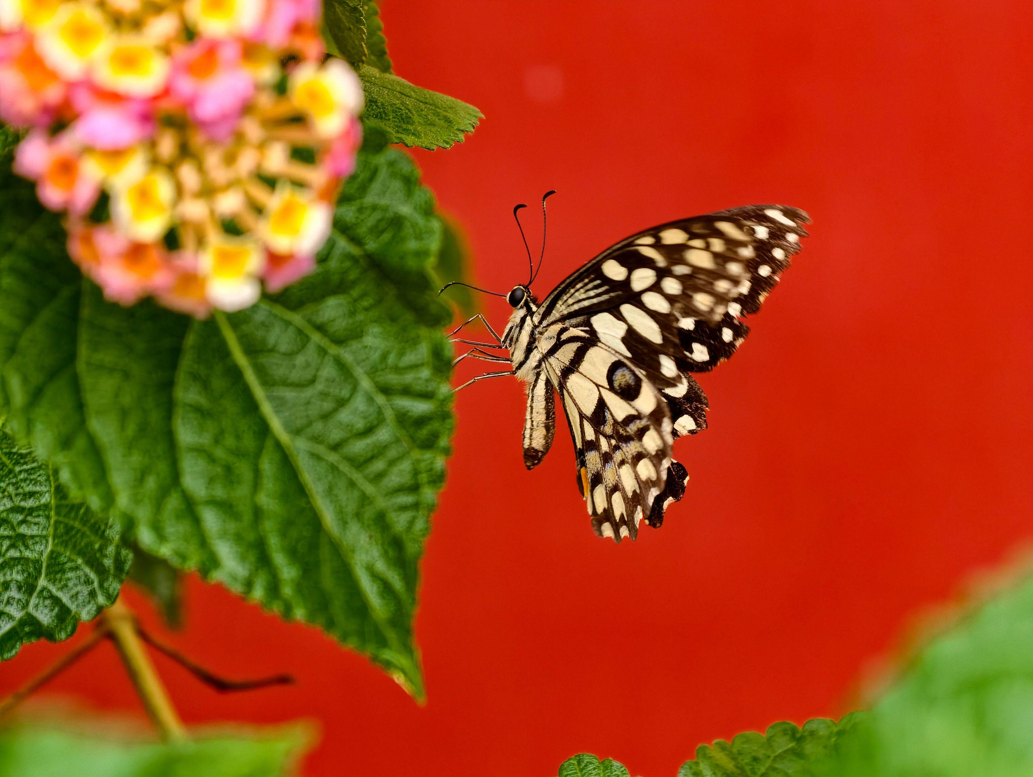 pexels-garuda-929115-38780081_1786203138.jpg