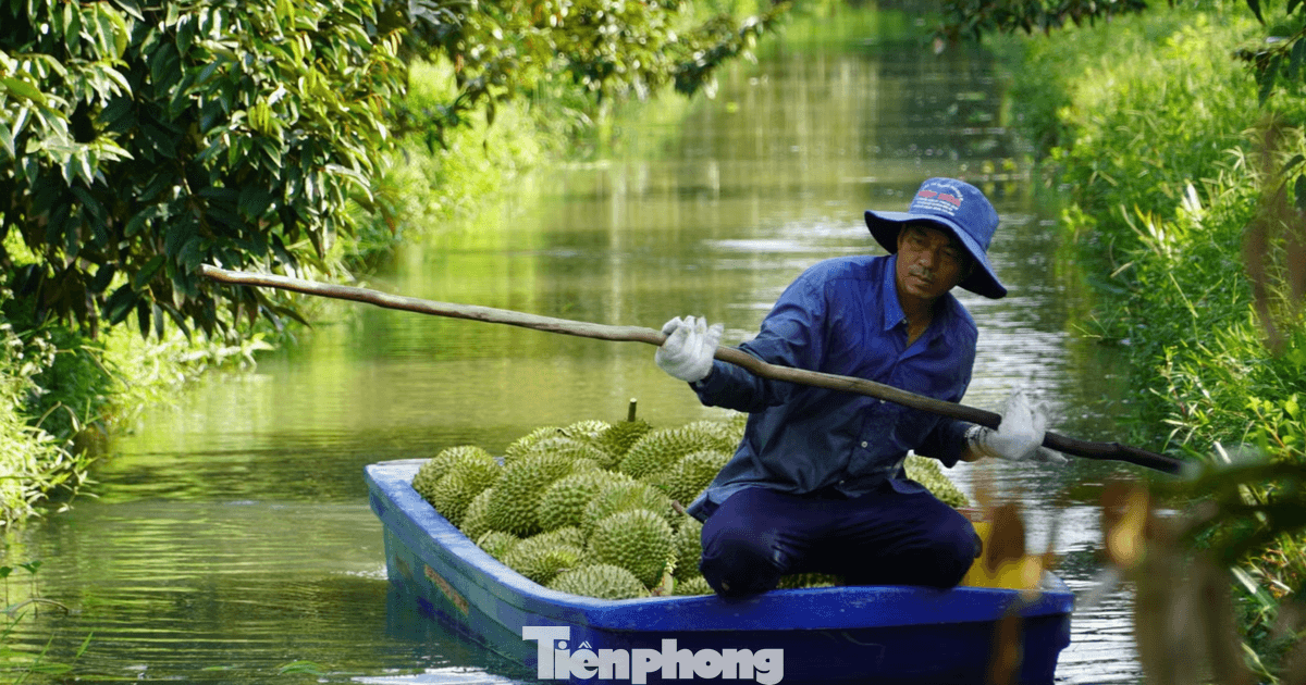 Sầu riêng 'tắc' mã vùng trồng, chủ tịch tỉnh thành phải chịu trách nhiệm