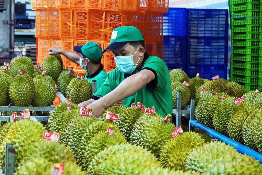 Sầu riêng tiếp tục đóng góp lớn vào kim ngạch toàn ngành rau quả của Việt Nam. Trung Quốc chi 2,5 tỷ USD mua rau quả Việt - Ảnh 1.