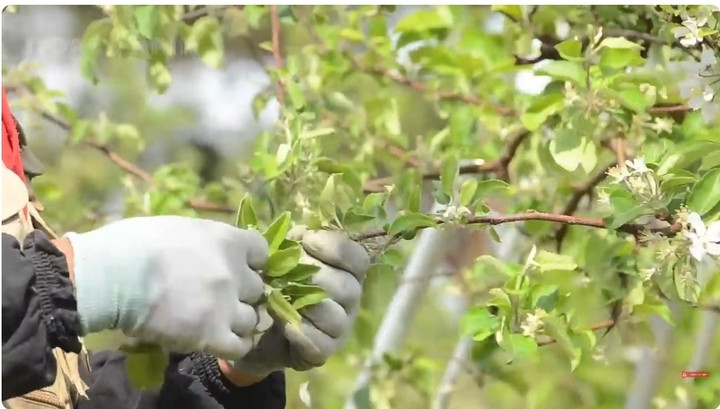 Công việc tỉa hoa thủ công trên từng cành cherry