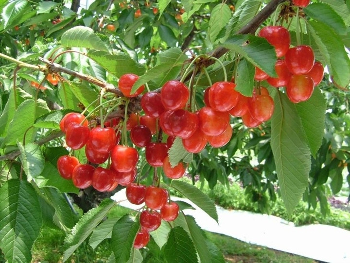 Đây là những trái Cherry đắt nhất thế giới