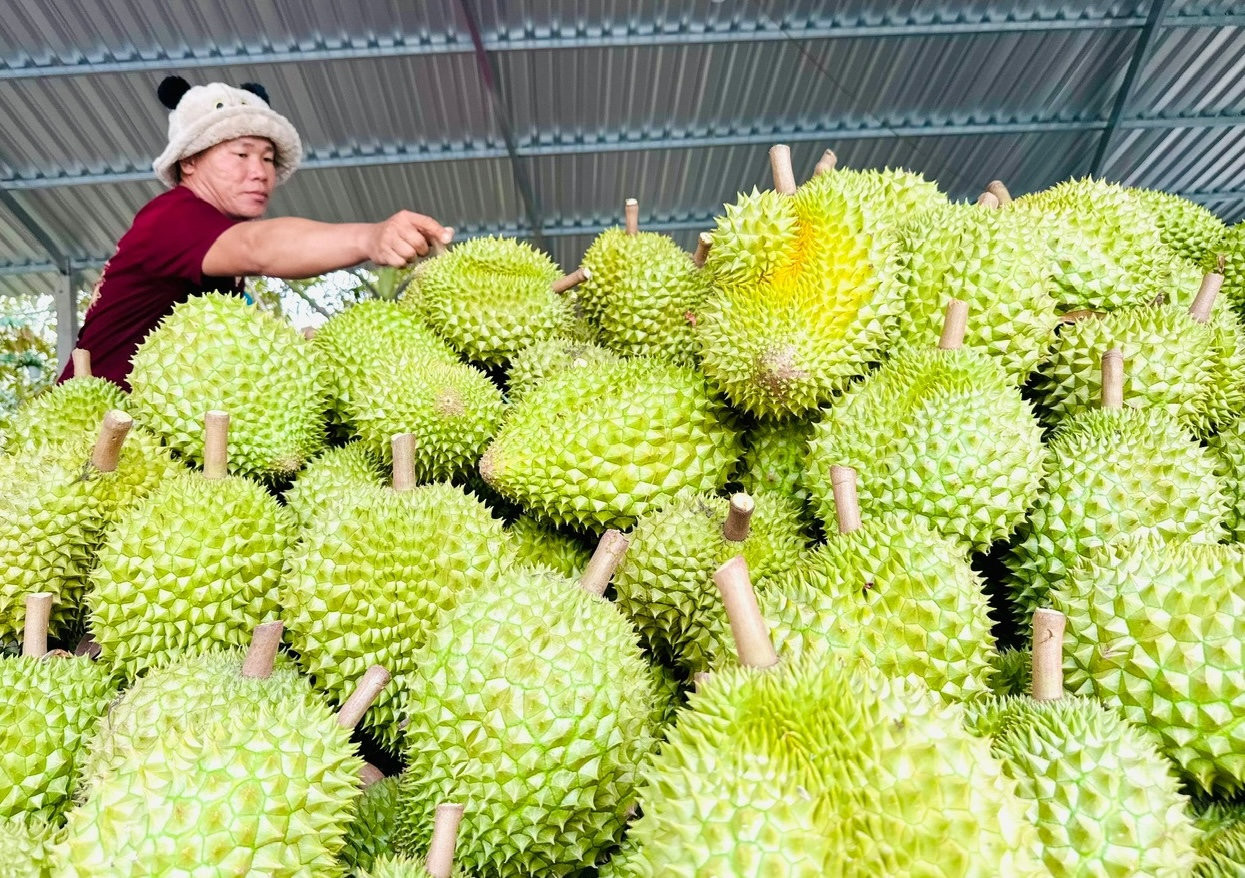 sau-rieng-2.jpg
