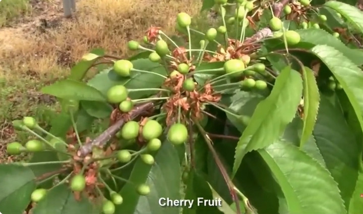 Trái cherry khi còn xanh