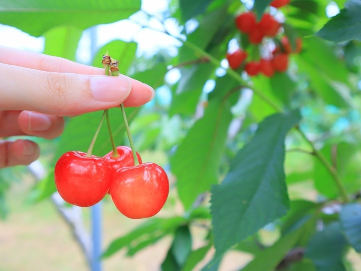 Thu hoạch thủ công bằng tay