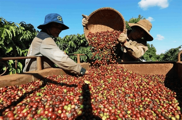 409820_5108474547676798_coffee exports