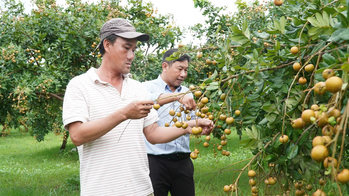 Loại nhãn có vị mặn được thương lái lùng mua tận gốc - Ảnh 5.