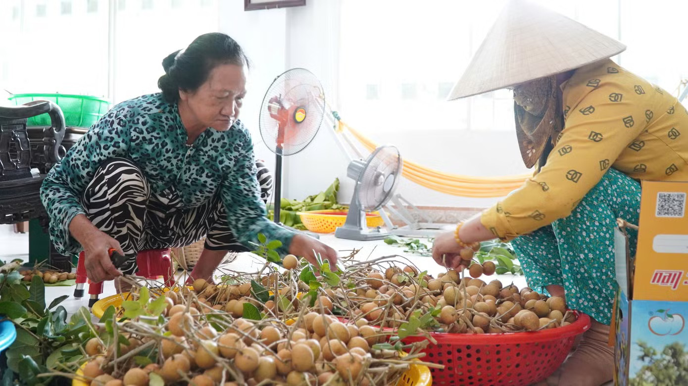 Loại nhãn có vị mặn được thương lái lùng mua tận gốc - Ảnh 4.