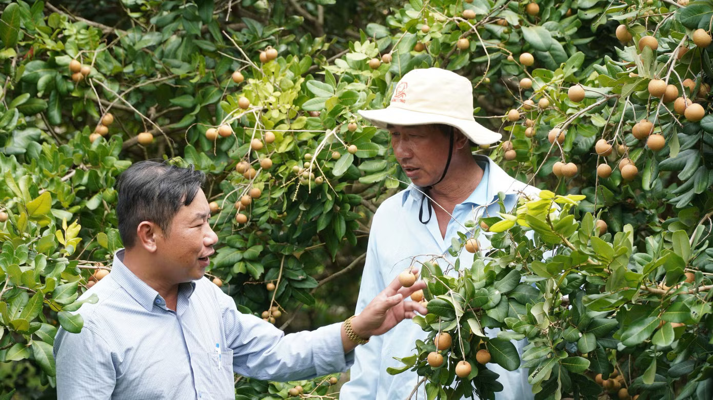 Loại nhãn có vị mặn được thương lái lùng mua tận gốc - Ảnh 8.