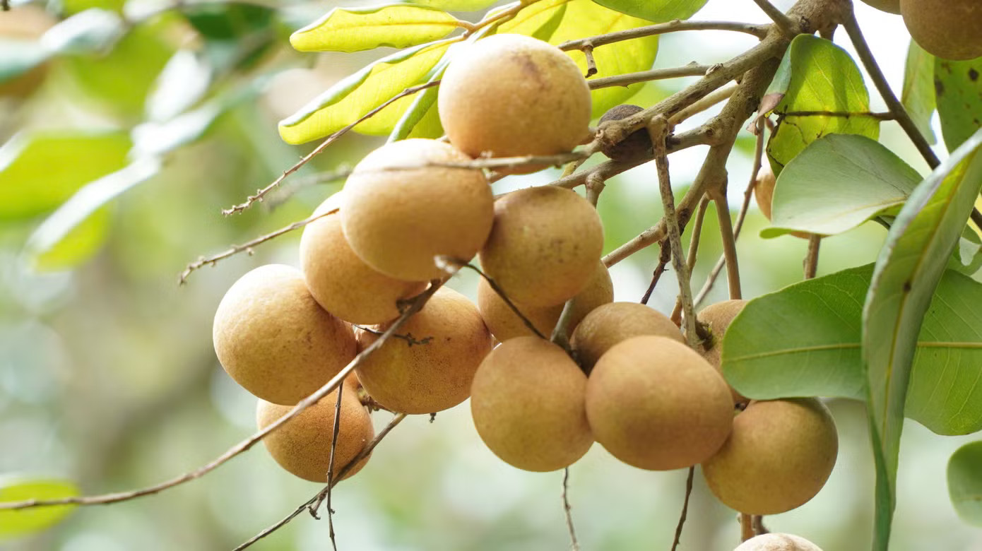 Loại nhãn có vị mặn được thương lái lùng mua tận gốc - Ảnh 3.